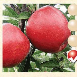 Braeburn